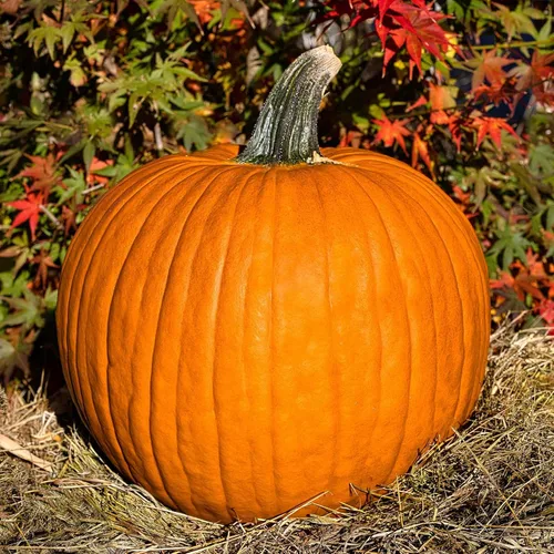 Vista 3 de Eden Brothers Semillas de calabaza (orgánicas) - Azúcar pequeño