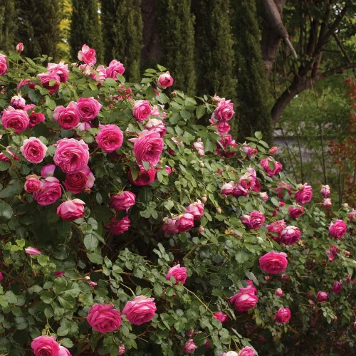 Vista 2 de Pretty in Pink Eden - Planta viva en maceta de 1.5 galones, fragantes flores rosas intensas, trepadora para enrejado, cenador, valla o cribado, raíz