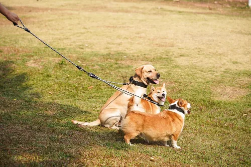 Vista 6 de Correa de perro de nailon duradera 3 en 1 con mango acolchado, cuerda de escalada extraíble sin enredos de 360°, cuerda de tracción para mascotas