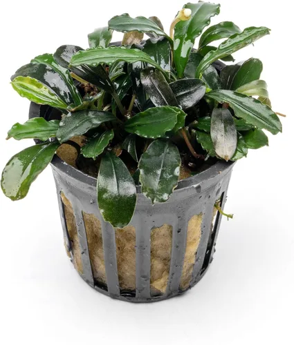 Vista 3 de SubstrateSource Bucephalandra Brownie Phantom - Planta de acuario viva – Decoración natural de pecera de agua dulce, decoración acuática