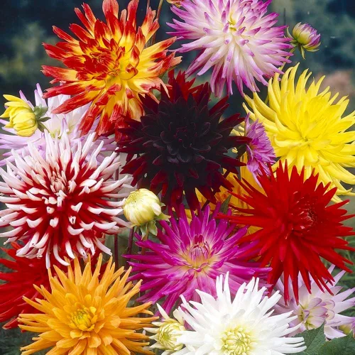 Vista 3 de Needle Cactus Dalia Seed Mix 50 semillas sin OMG para plantar