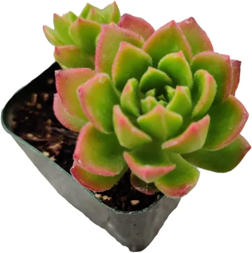 Vista 25 de Plantas de cactus suculentas vivas (2 pulgadas Opuntia Microdasy Golden Swirl Monstrose)