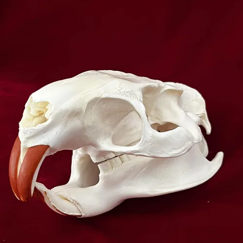 Vista 5 de Venta al por mayor 1/2/3/5/10 piezas Cráneos de Animales Reales de Taxidermia, Espécimen de Huesos Reales, Suministros de Arte Hueso Medicina
