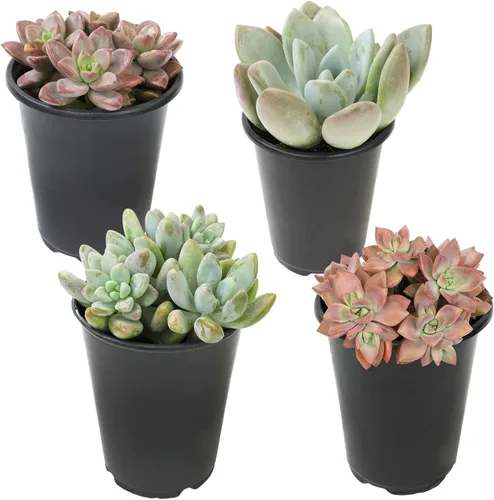 Vista 15 de Suculentas Echeveria de 1 cuarto de galón, 4 unidades, suculentas vivas recuerdos de fiesta en macetas suculentas, plantas suculentas vivas plantas