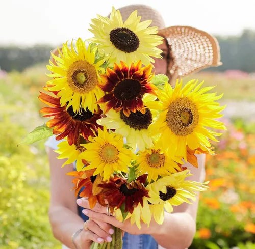 Vista 30 de Eden Brothers Semillas de girasol - Autumn Beauty