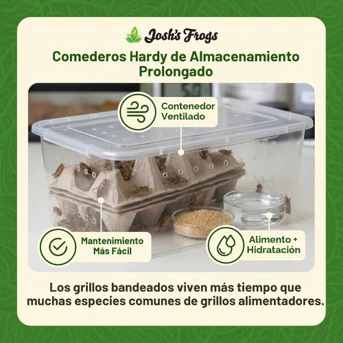 Vista 6 de Josh's Frogs Grillos con bandas de 3/4" (60 unidades)