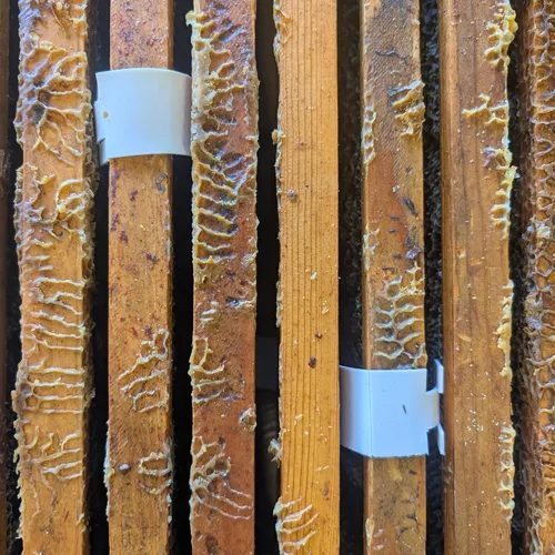 Vista 5 de Apivar® 2.0 Amitraz Tiras para control de ácaros Varroa - 4 tiras