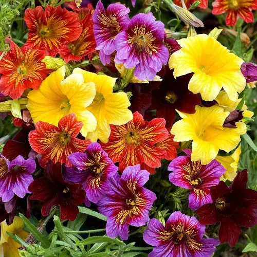 Vista 4 de Semillas Salpiglossis Seed Mix 800+ Semillas para Plantar Lengua Pintada Terciopelo Trompeta Flor Anual Flor