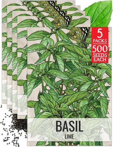 Vista 37 de Seed Needs Semillas de albahaca italiana para plantar hierbas tradicionales sin OMG, 1 paquete