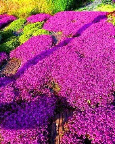 Vista 3 de Más de 2000 semillas de flores tradicionales de tomillo rastrero rosa púrpura