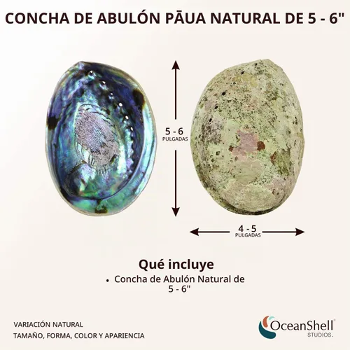 Vista 2 de Ocean Shell Studios - Concha de abulón natural premium de 5-6 pulgadas (Pāua) para sahumerio, limpieza del hogar, meditación, manualidades