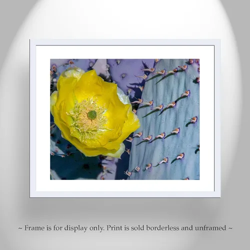 Vista 3 de Blue Prickly Pear Purple Cactus Art Print with Spring Blossom!