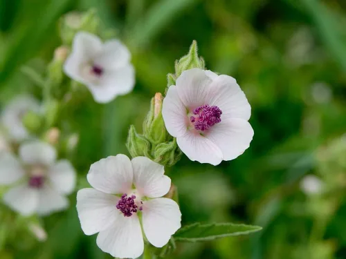 Vista 2 de Semillas de malvavisco (Althaea Officinalis) - 100 semillas - Semillas de hierbas de jardín de malva de pantano para plantar