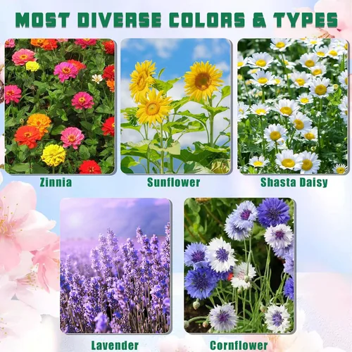 Vista 2 de Meekear Kit de 5 – Creciendo en margarita Shasta, aciano, girasol, zinnia, lavanda para interiores y exteriores, jardín, regalos de bricolaje