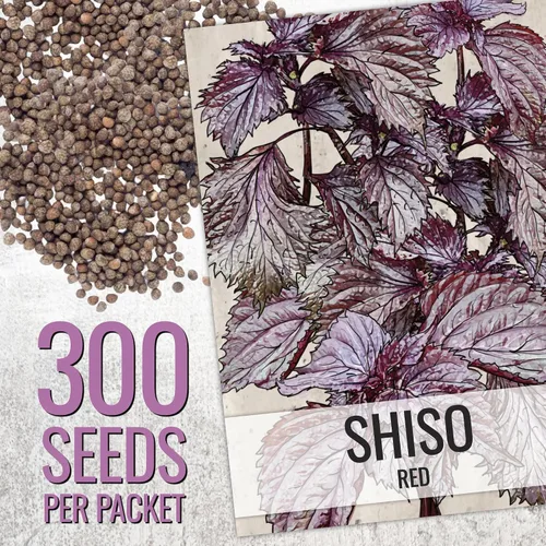 Vista 2 de Seed Needs Shiso - Semillas de hierbas variadas, paquete de 2 sin OMG y perilla de reliquia