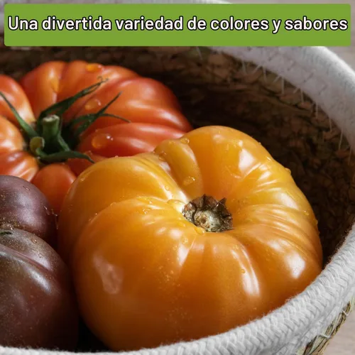 Vista 5 de Sow Right Seeds - Colección de semillas de tomate estilo bistec