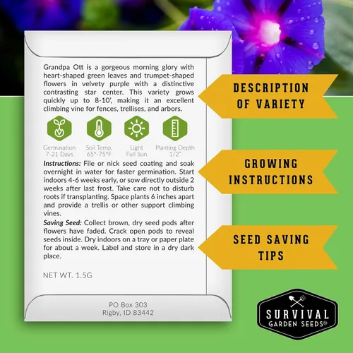 Vista 2 de Survival Garden Seeds - Grandpa OTT Morning Glory Seed para plantar - Paquete con instrucciones para plantar y cultivar Ipomoea Purpurea