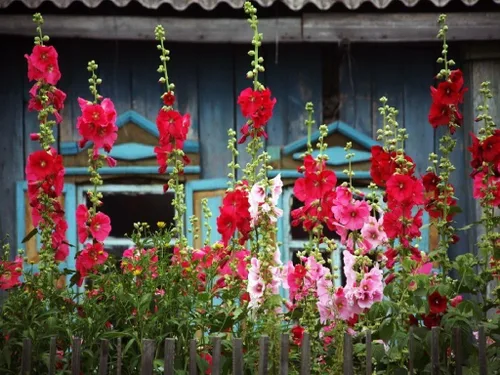 Vista 3 de Semillas Red Hollyhock Gigante Malva Flores de jardín perennes para plantar