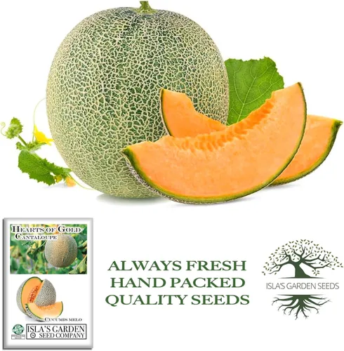 Vista 4 de Semillas de melón Hearts of Gold (Cucumis melo) – Más de 50 semillas de reliquia por paquete de Isla's Garden Seeds, melones aromáticos dulces