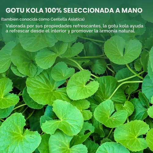 Vista 3 de Centella Asiatica Polvo (Gotu Kola), 10.58 oz