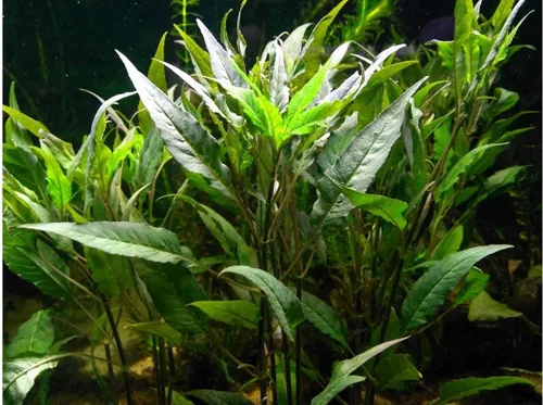 Vista 4 de Paquete de plantas de acuario vivas de 10 especies de Florida