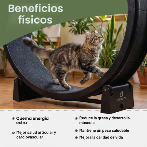 Vista 2 de One Fast Cat - Rueda de ejercicio para gatos, fabricada en los Estados Unidos, 48 pulgadas de diámetro, Gen. 7