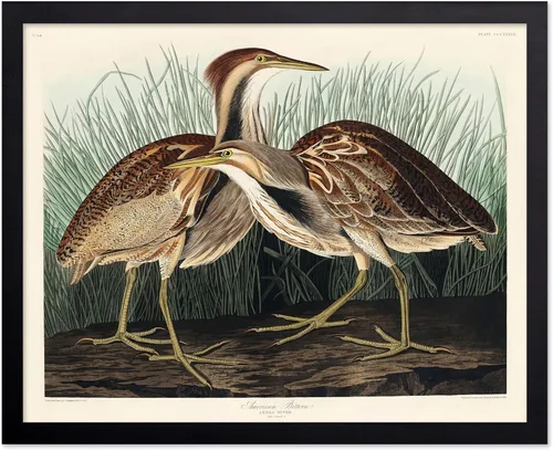 Vista 63 de Poster Master Póster vintage de James Audubon – Impresión retro de amargo americano – Arte de aves de América – Regalo para hombres, mujeres