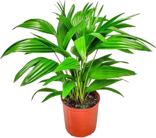 Vista 7 de European Fan Palm - Tropical Plants of Florida - Planta de palmera viva, altura total de 30 a 36 pulgadas (solo planta)