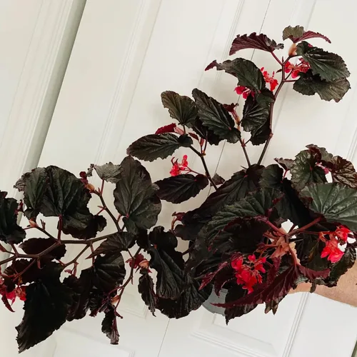 Vista 4 de Juego de 2 plantas vivas de begonia, plantas raras de begonia para colgar, canasta colgante ornamental de 5"-9" de alto (Ala de Ángel Negro)