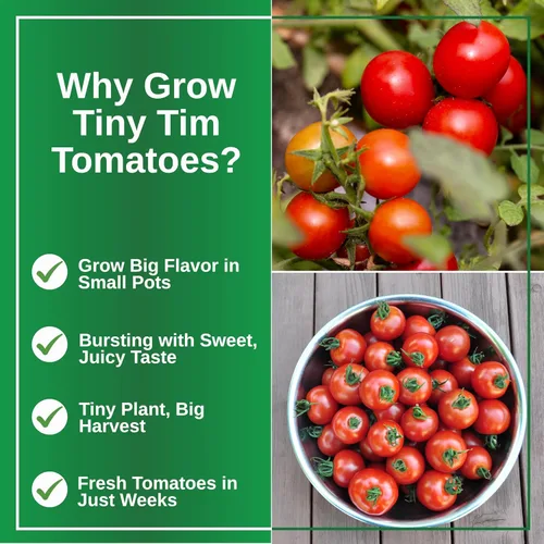 Vista 3 de TKE Farms & Gardens - Semillas de tomate Tiny Tim para plantar, más de 60 semillas tradicionales sin OMG, tomates cherry compactos para espacios