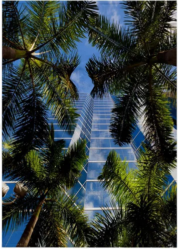 Vista 6 de 3dRose Paño de lavado 11x12 para cara y cuerpo - EE.UU., Florida, Miami, Brickell Avenue, edificios de gran altura. Árboles