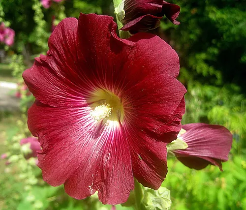 Vista 7 de Semillas Red Hollyhock Gigante Malva Flores de jardín perennes para plantar