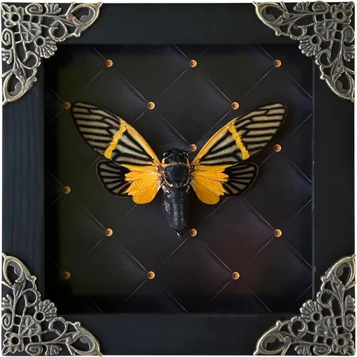 Vista 16 de 2 Real Dragonfly Specimens Shadow Box Framed Insect Display Oddities Curiosities Entomology Collection Natural History Wall Decor Gift for Nature