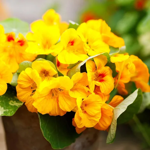 Vista 2 de Eden Brothers Semillas de Nasturtium - Semillas de Alaska Gold sin transgénicos para plantar, 1 onza Semillas de flores de bajo mantenimiento