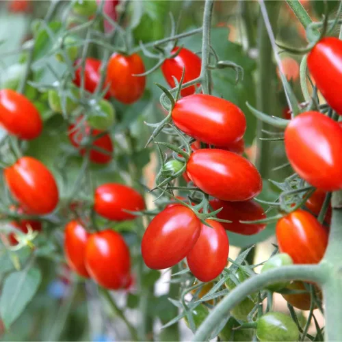 Vista 3 de Semillas de tomate Roma (50 semillas)