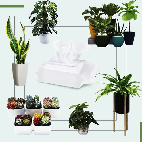 Vista 6 de Leopong Toallitas de limpieza de plantas, limpiador de hojas para plantas de interior, 80 toallitas