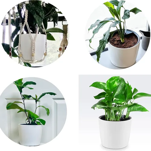 Vista 7 de Juego de 5 Macetas Autorriego de 7 Pulgadas para Plantas de Interior, Macetas Redondas Decorativas de Plástico Blanco con Indicadores de Nivel