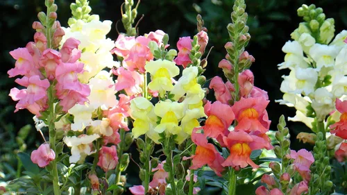 Vista 6 de 700+ Snapdragon enano - Mezcla de flores
