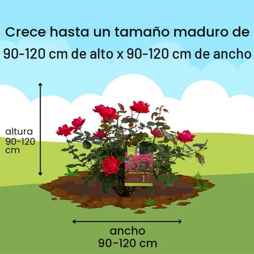 Vista 12 de Knockout Rosa doble, 1 galón, rojo cereza