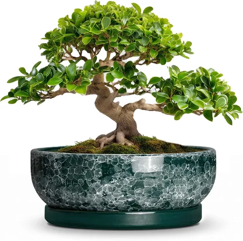 Vista 28 de Succulent Pots, 6 Inch Ceramic Bonsai Pots with Saucer, Blue