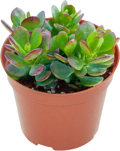Vista 23 de Suculenta viva Sedum Adolphi 'Firestorm', 4 pulgadas, totalmente arraigada, fácil de cuidar