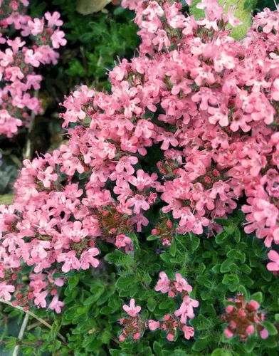 Vista 5 de 1000 semillas de tomillo rastrero – Thymus Serpyllum– cubierta perenne para tierra