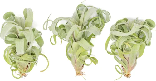 Vista 2 de Air Plant Shop Tillandsia Curly Slim (T. Intermedia x T. Streptophylla) - Planta de aire - Suculentas - Tillandsia viva - Plantas