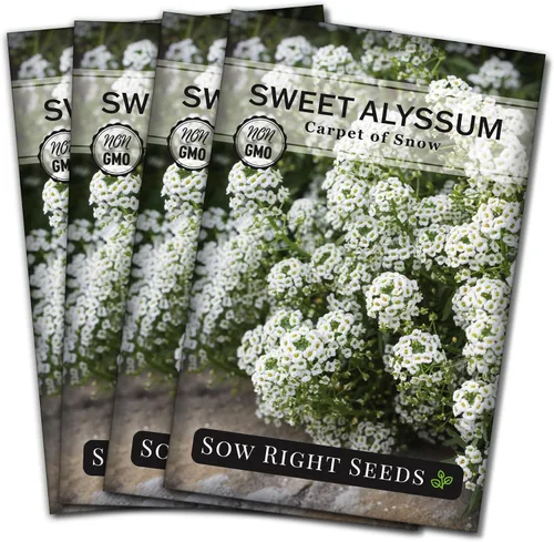 Vista 9 de Sow Right Seeds - Alfombra blanca de semillas de flores de nieve Sweet Alyssum para plantar - Paquete de reliquia sin OMG con instrucciones