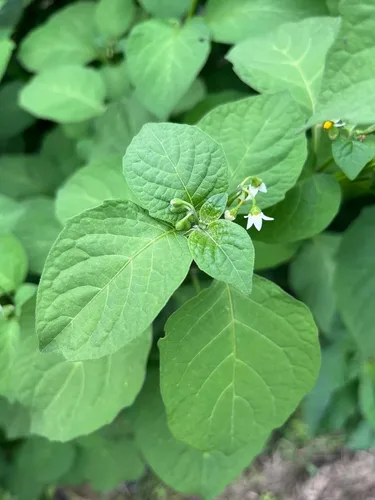 Vista 3 de Managu Kikuyu African Black Nightshade - Semillas prémium para plantar en paquete
