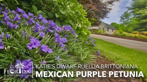 Vista 4 de Katie's Dwarf Mexican Petunia Purple 3 plantas vivas Ruellia brittoniana Perenne de floración compacta Polinizador de bajo crecimiento
