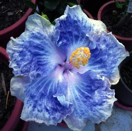 Vista 2 de 20 semillas de hibisco azul blanco flores perennes flor flor flor jardín árbol