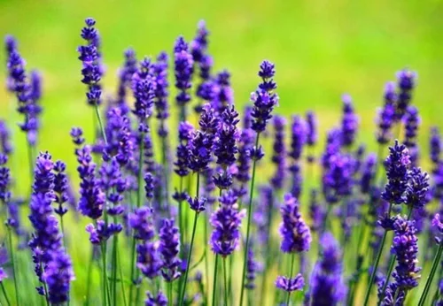 Vista 4 de Planta de lavanda inglesa Hierbas no transgénicas para plantar