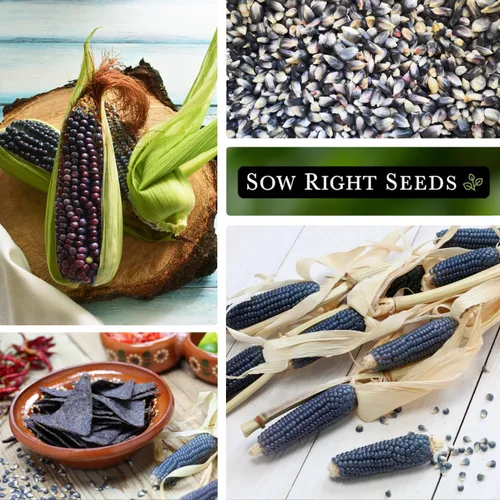Vista 4 de Sow Right Seeds - Semilla de Maíz Azul Hopi para plantar - Paquete de reliquia sin OMG con instrucciones para plantar y cultivar un jardín