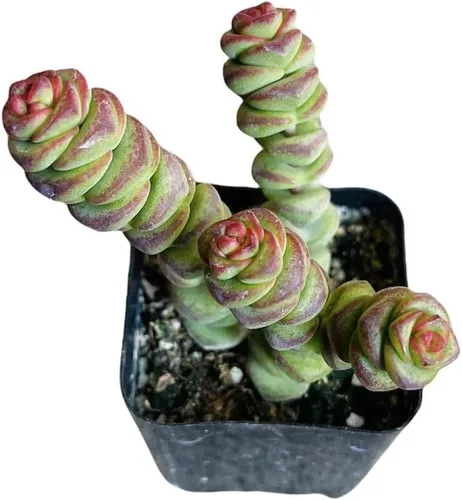 Vista 13 de Plantas de cactus suculentas vivas de USKC (maceta de 2 pulgadas) (Adromischus Maculatus)